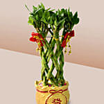 Lucky Bamboo In Chinese New Year Theme Pot