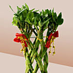 Lucky Bamboo In Chinese New Year Theme Pot