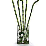 Spiral Bamboo In A Vase