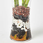 Spiral Shaped Lucky Bamboo Plant In Glass Vase