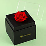 Forever Red Rose Box With Mini Moet Champagne 200 Ml For Valentines