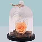 Peach Forever Rose In Glass Dome For Valentines Day