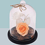 Peach Forever Rose In Glass Dome For Valentines Day