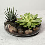 Green Echeveria and Haworthia with Natural Stones