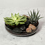 Green Echeveria and Haworthia with Natural Stones