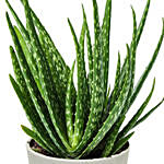 Aloe Vera Plant In A Pot