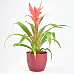 Beautiful Red Guzmania Plant