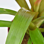 Beautiful Red Guzmania Plant