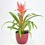 Beautiful Red Guzmania Plant