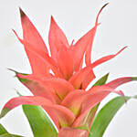 Beautiful Red Guzmania Plant