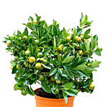 Calamansi Plant Pot