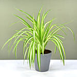 Chlorophytum Or Spider Plant