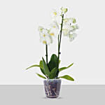 Double Stem White Orchid In Nursery Pot