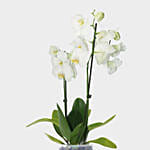 Double Stem White Orchid In Nursery Pot