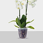 Double Stem White Orchid In Nursery Pot