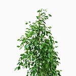 Ficus Benjamina Starlight Plant Pot