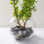 Jade Plant In Glass Bowl