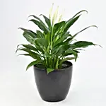 Peace Lily In Matt Black Planter