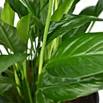 Peace Lily In Matt Black Planter