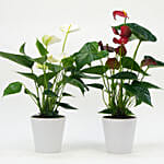 Red And White Anthurium Plants Combo