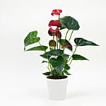 Red Anthurium In Ceramic Pot