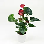 Red Anthurium In Ceramic Pot