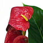 Red Anthurium In Ceramic Pot