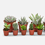 Set Of 12 Lovely Indoor Plants