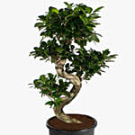 S Shaped Ficus Plant 80Cm