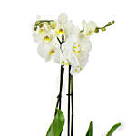 White Orchid Beauty