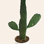 Opuntia Chinensis