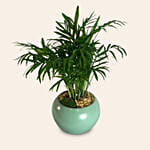 Areca Palm In Round Pot