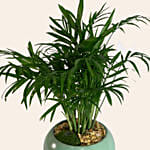 Areca Palm In Round Pot