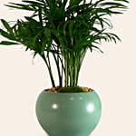 Areca Palm In Round Pot