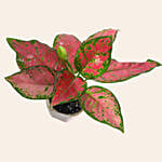 Aglaonema Plant