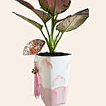 Aglaonema Plant