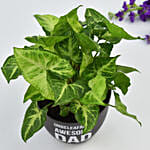 Awesome Dad Syngonium Plant