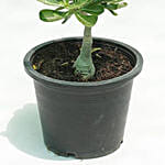 Desert Rose Plant Pot