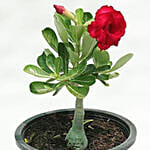 Desert Rose Plant Pot