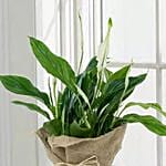 Spathiphyllum Jute Wrapped Potted Plant