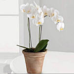 White Phalaenopsis Orchid Plant