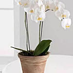 White Phalaenopsis Orchid Plant