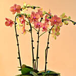 Dual Tone Phalaenopsis Plant