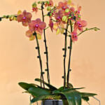 Dual Tone Phalaenopsis Plant