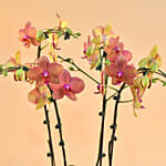 Dual Tone Phalaenopsis Plant