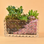 Gorgeous Succulents Terrarium