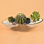 Succulent Boat Terrarium