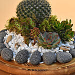 Succulent Plants Dome Glass Terrarium