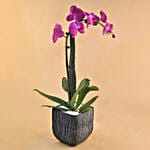 Cactus & Phalenopsis Plant Vase