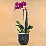 Cactus & Phalenopsis Plant Vase